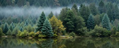 Ormandaki gölün güzel manzarası