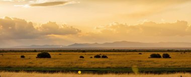 Afrika savana gün batımı