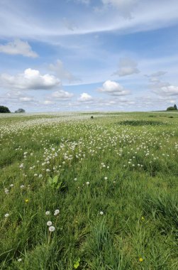 Büyük beyaz bulutları olan güzel bir manzara.