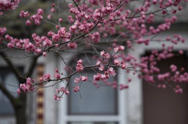 Parktaki güzel çiçekler.