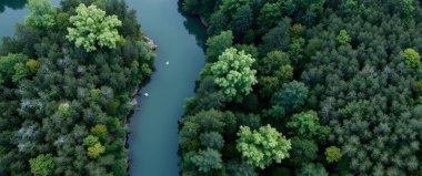 Hava görüntüsü. Ormandaki nehir..