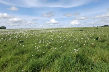 Tarlada güzel beyaz papatyalar