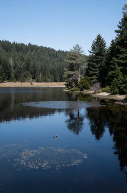 Yeşil ormanlı güzel bir göl görüntüsü.
