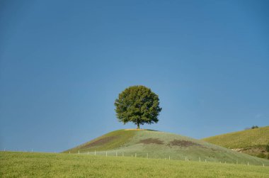 Tarlada yalnız yeşil ağaç