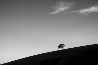 Akşam gökyüzünde ağaç dalları silueti