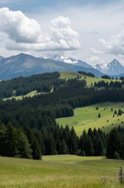 Arka planda orman olan bir dağın dikey görüntüsü.