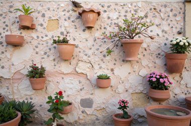 Bahçedeki güzel çiçekler