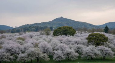 İlkbaharda kiraz çiçeği