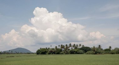 Endonezya 'daki pirinç tarlaları.