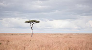 Savananın önündeki güzel bir ağaç görüntüsü.