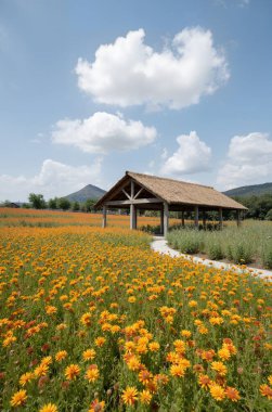 Çiçek tarlası olan güzel bir manzara