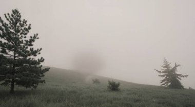 Ağacı ve sisi olan güzel bir manzara.