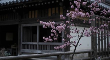 Bahçedeki güzel çiçekler