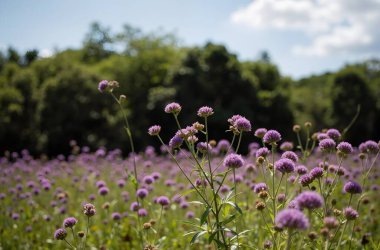 tarlada mor çiçekler