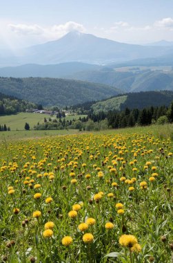 Tarladaki güzel çiçekler