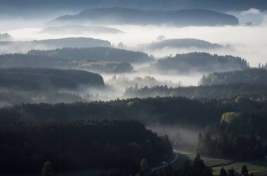 Ormanda renkli sis ve ağaçlarla dolu güzel sonbahar manzarası