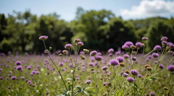 Bahçedeki güzel çiçekler