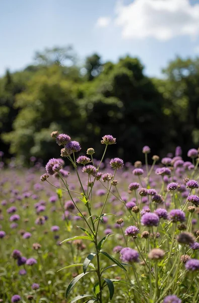 Bahçedeki güzel çiçekler