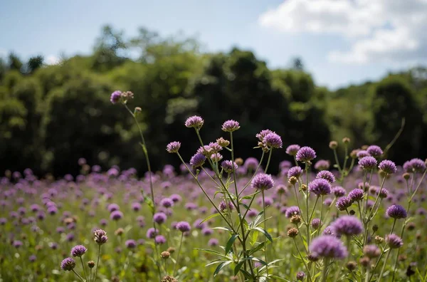 tarlada mor çiçekler