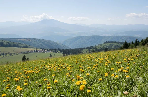 Dağlarda dağları olan güzel bir manzara.