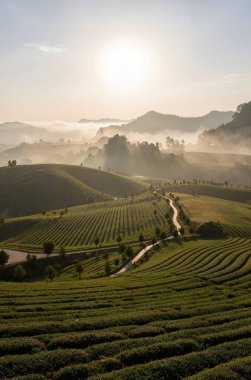 Güneşin doğuşuyla birlikte dağın plantasyonunda.