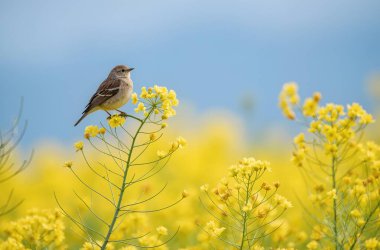 Sarı gözlü kuş (parus caerusclea) yaz mevsiminde sarı-mavi renkli bir çiçeğin üzerinde oturur.