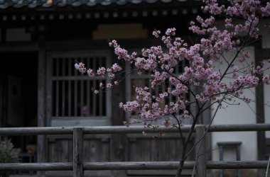 İlkbaharda kiraz çiçeği