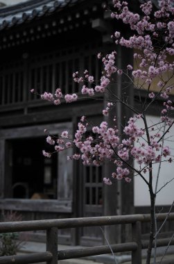 Japonya 'da kiraz çiçeği