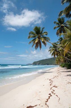 Guadeloupe sahilinde bir palmiye ağacı