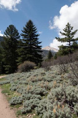 Dağlarda ağaçlar ve ormanlar olan bir dağ yolunun dikey görüntüsü.