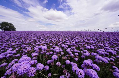 Yaz aylarında lavanta alanlar.