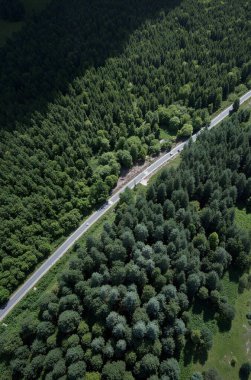 Bir sürü ağacı olan güzel bir yeşil orman görüntüsü.