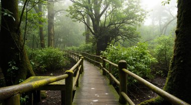 Sabah güzel bir orman