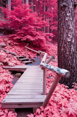 Kırmızı akçaağaçlı sonbahar manzarası