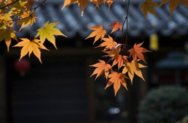 Sonbahar yaprakları, sonbahar bitkileri
