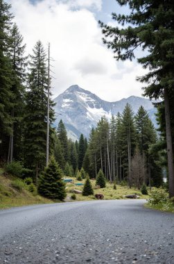 Ormandaki dağ yolu.