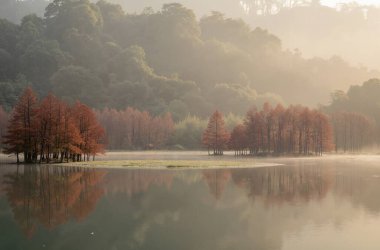 Sonbahar ağaçları, doğa bitki örtüsü ve orman yaprakları doğada