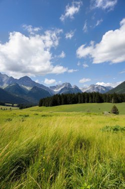Dağların manzarası ve ormanlı bir çayır çayırı.