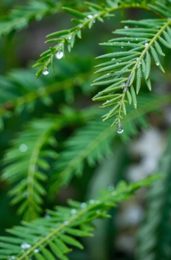 Çam ağacının yeşil yapraklarını su damlasıyla kapatın.