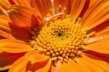 İnanılmaz çiçeklerin açtığı yeri kapatın.