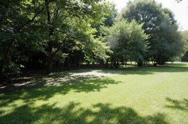 Ormanın güzel manzarası