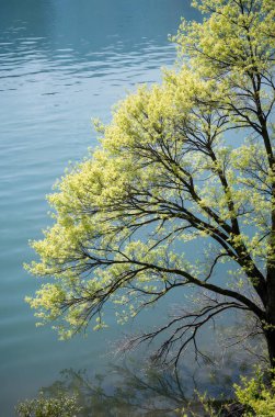 Suda yansıması olan ağaç dalı