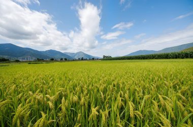 Kırsalda pirinç tarlası