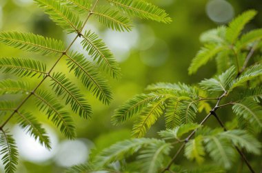 Güzel botanik fotoğrafı, doğal duvar kağıdı.