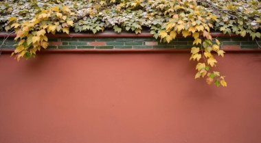 Sonbahar yaprakları, sonbahar bitkileri