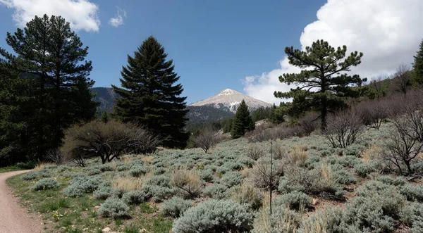 Kaliforniya 'daki Sierra Nevada Dağları' ndaki güzel bir dağ yolunun dikey görüntüsü.