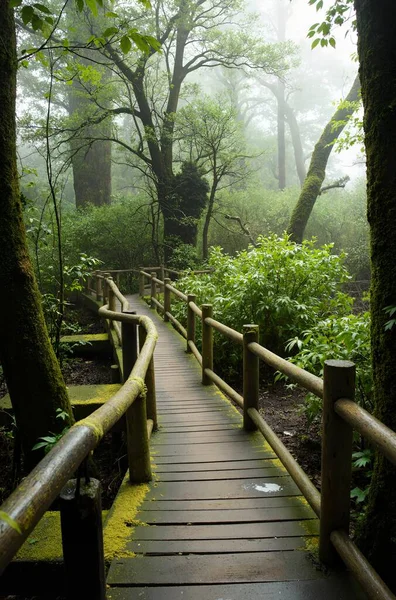 Ormanın güzel manzarası