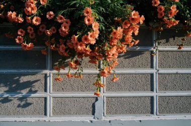 Pencerenin arka planında güzel çiçekler