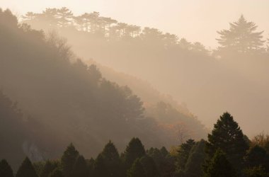 Ormanda bir ağacı olan güzel bir manzara.