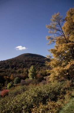 Ağaçlar ve yapraklarla dolu sonbahar manzarası